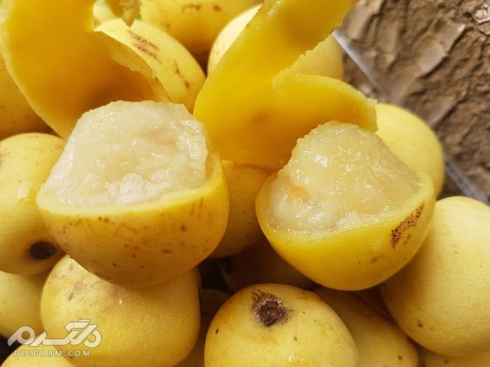 مارولا , روغن مارولا و میوه مارولا