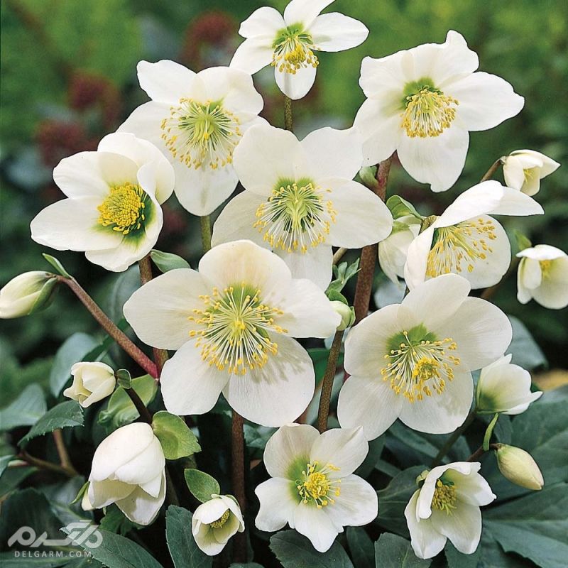 گل خربق (Hellebores)