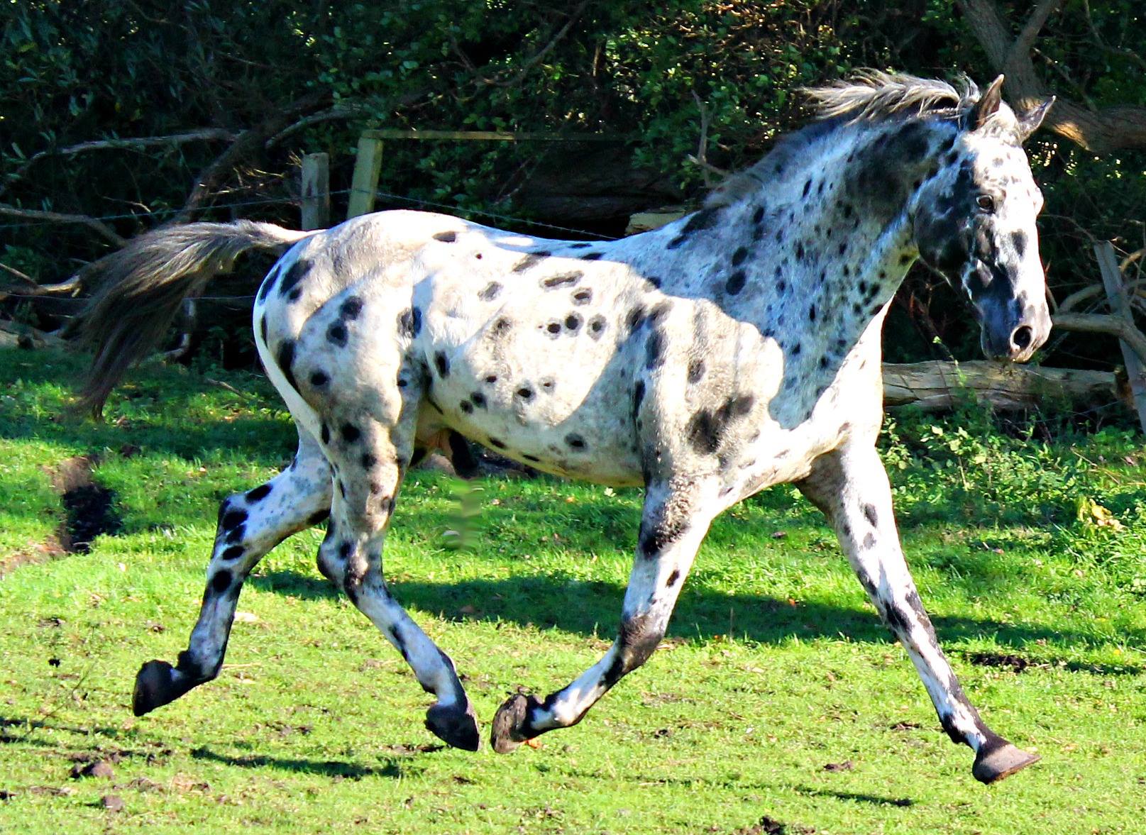 عکس نژاد اسب آپالوسا (appaloosa) یا اسب سرخپوستها