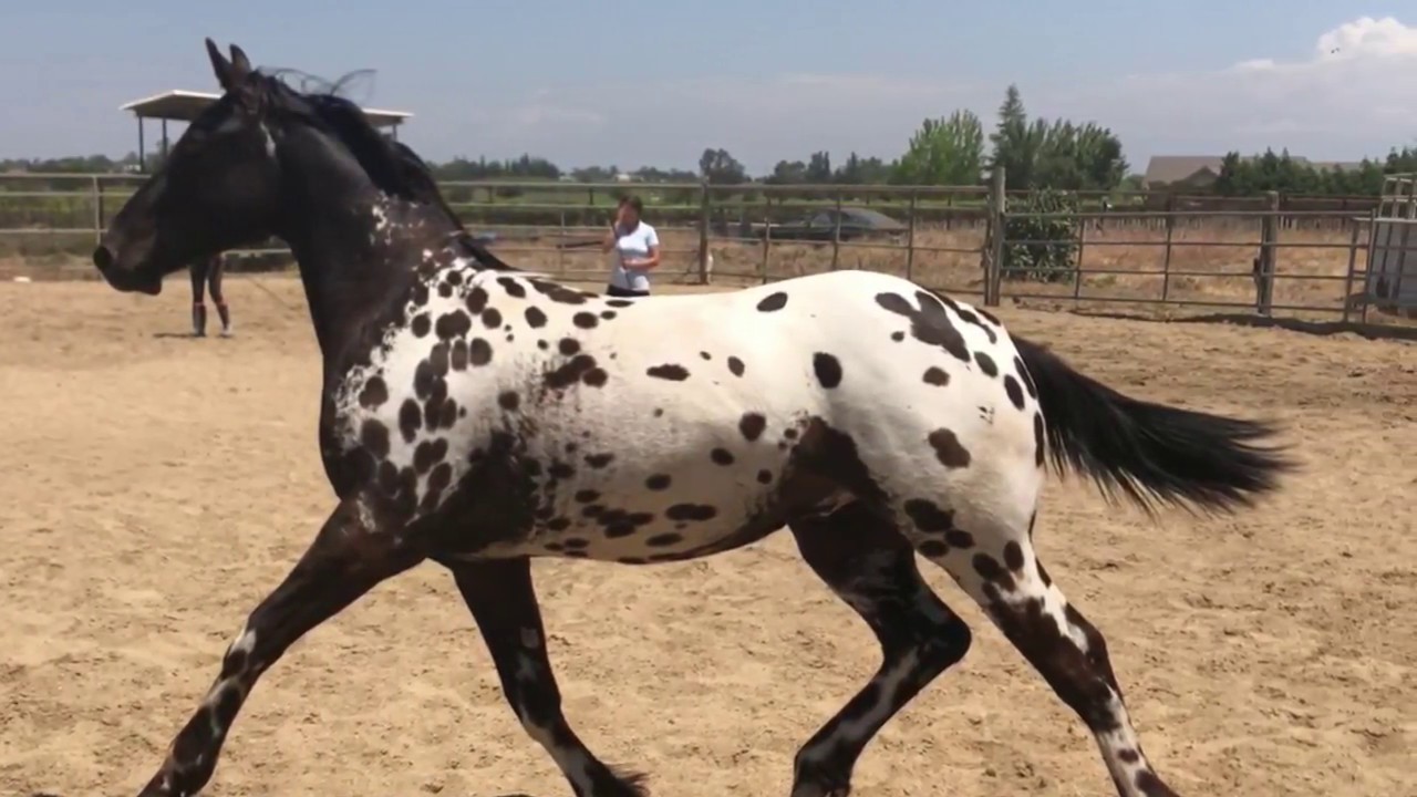 عکس نژاد اسب آپالوسا (appaloosa) یا اسب سرخپوستها