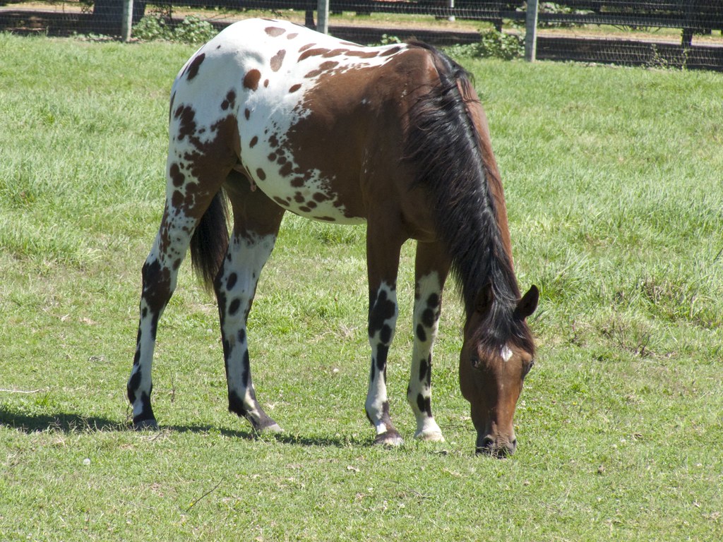 عکس نژاد اسب آپالوسا (appaloosa) یا اسب سرخپوستها