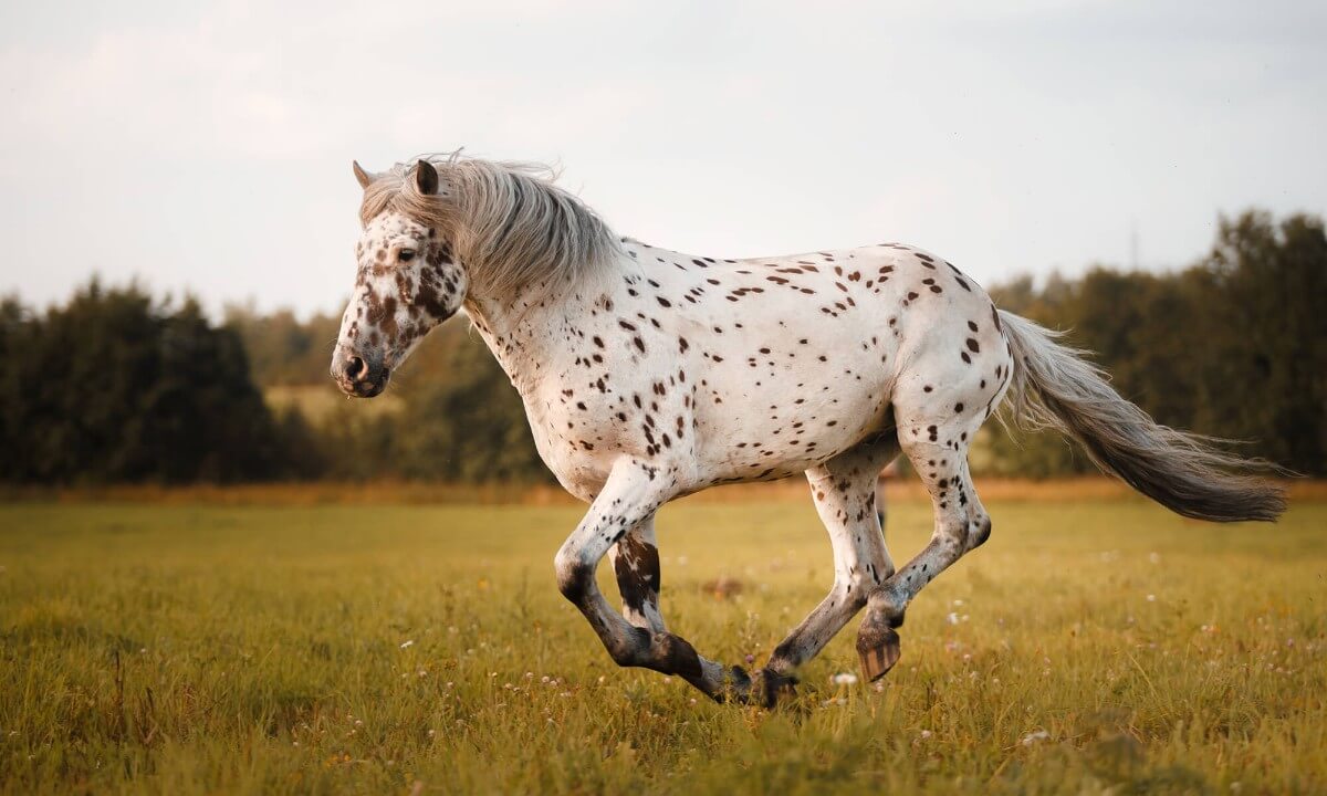 عکس نژاد اسب آپالوسا (appaloosa) یا اسب سرخپوستها