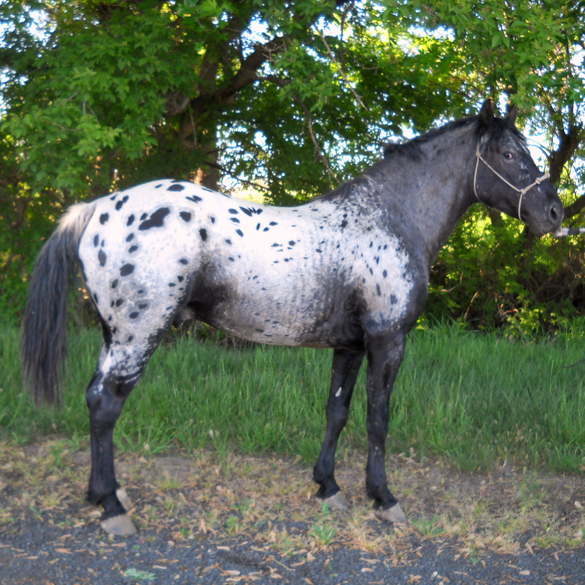 عکس نژاد اسب آپالوسا (appaloosa) یا اسب سرخپوستها