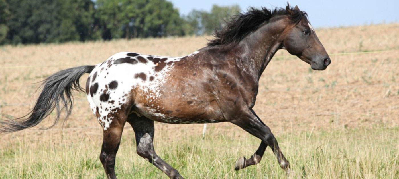 عکس نژاد اسب آپالوسا (appaloosa) یا اسب سرخپوستها
