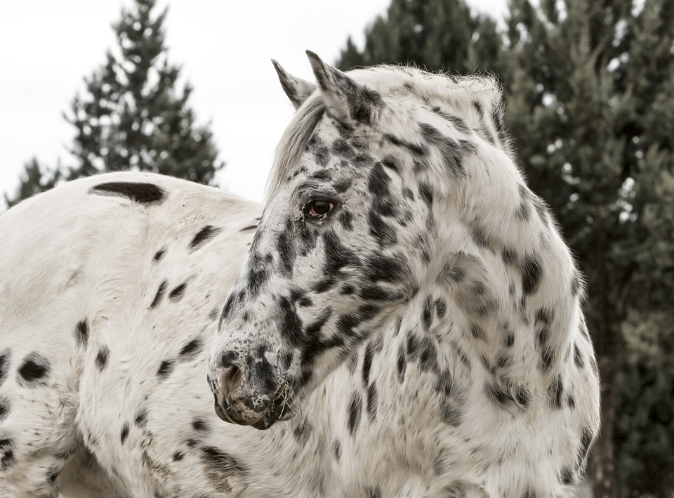 عکس نژاد اسب آپالوسا (appaloosa) یا اسب سرخپوستها