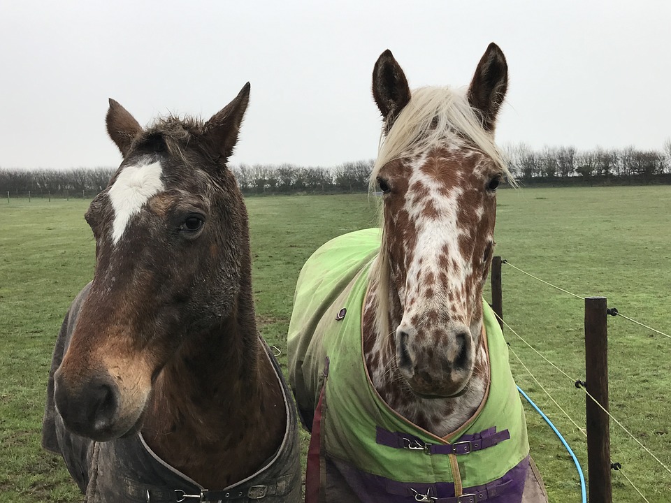 عکس نژاد اسب آپالوسا (appaloosa) یا اسب سرخپوستها