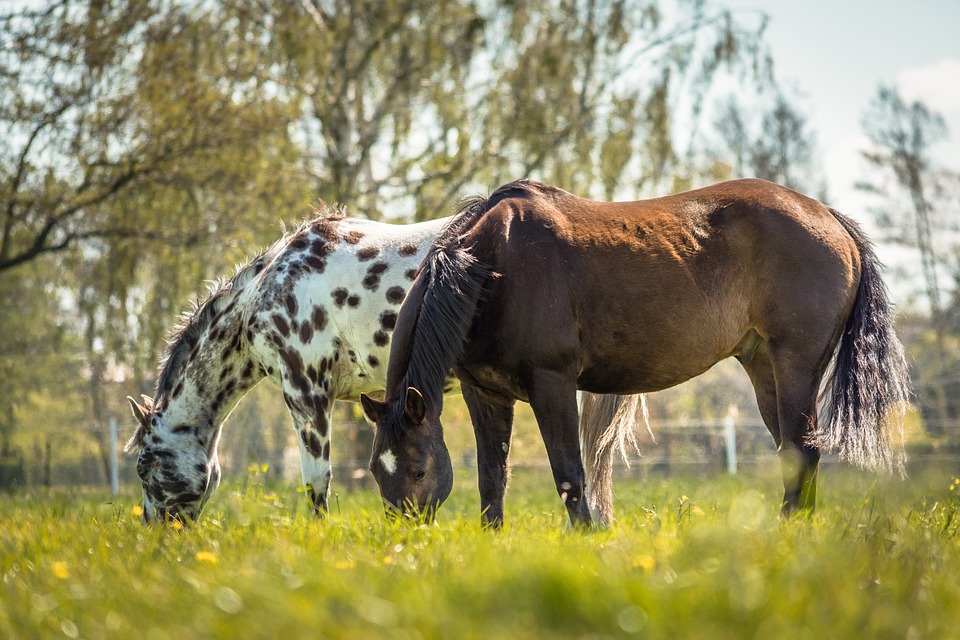 عکس نژاد اسب آپالوسا (appaloosa) یا اسب سرخپوستها