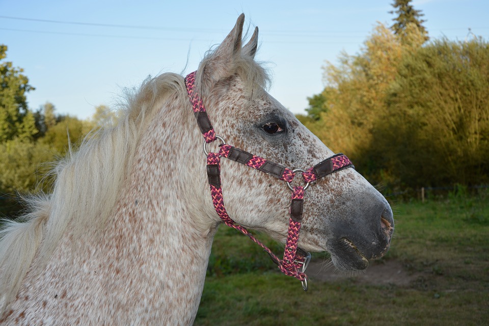 عکس نژاد اسب آپالوسا (appaloosa) یا اسب سرخپوستها