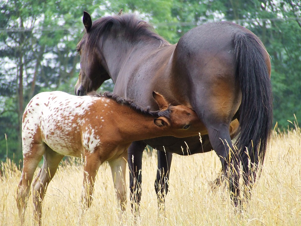 عکس نژاد اسب آپالوسا (appaloosa) یا اسب سرخپوستها