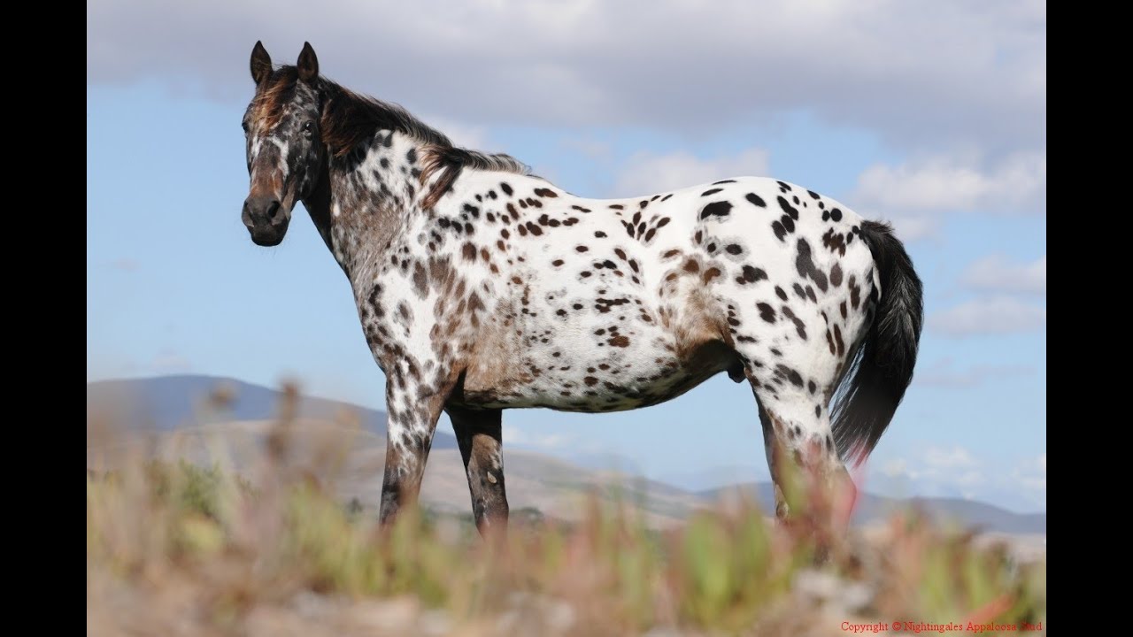 عکس نژاد اسب آپالوسا (appaloosa) یا اسب سرخپوستها