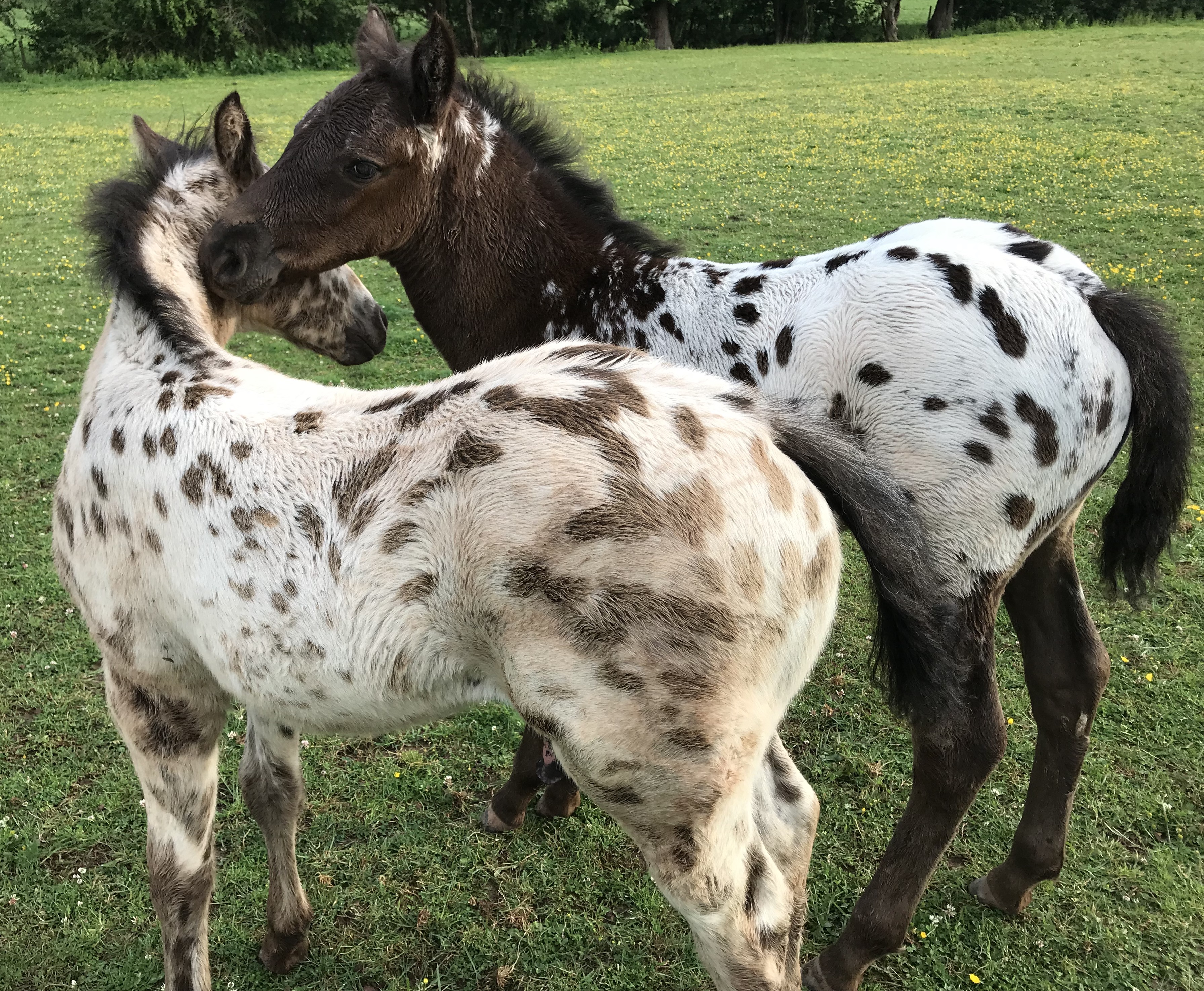 عکس نژاد اسب آپالوسا (appaloosa) یا اسب سرخپوستها