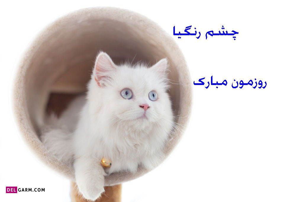 عکس روز چشم رنگی ها مبارک