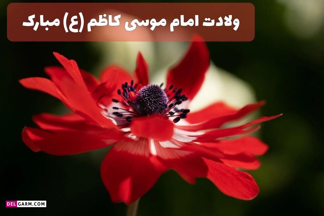 عکس ولادت امام موسی بن جعفر