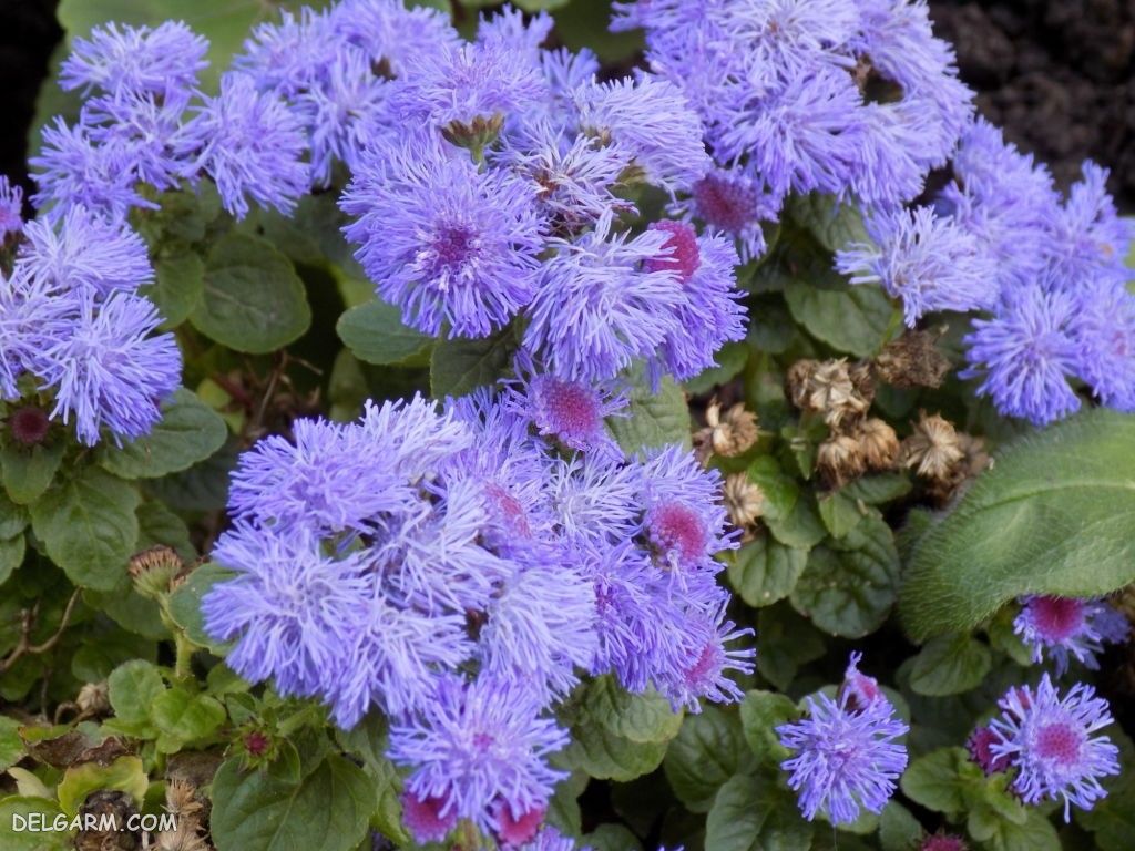 عکس گل ابری