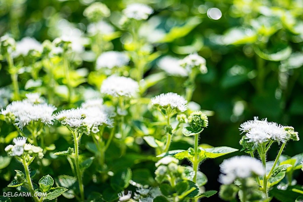 عکس گل ابری