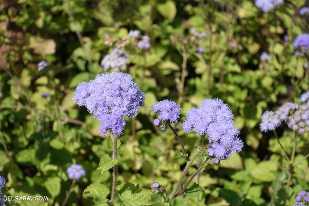 عکس گل ابری