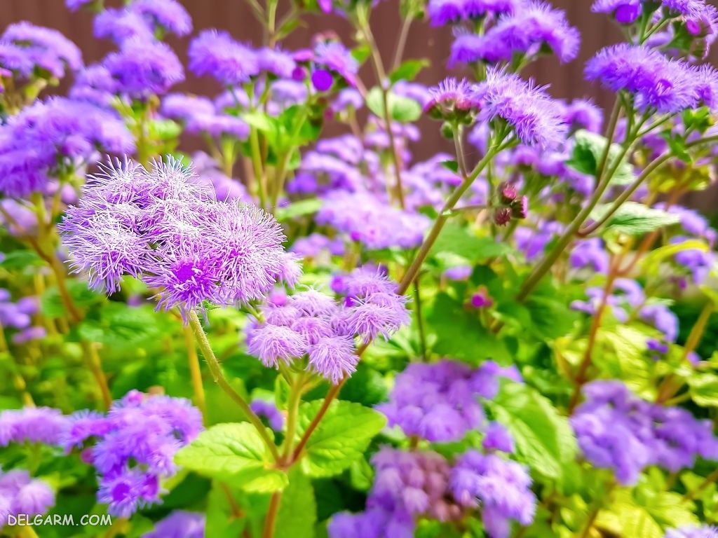 عکس گل ابری