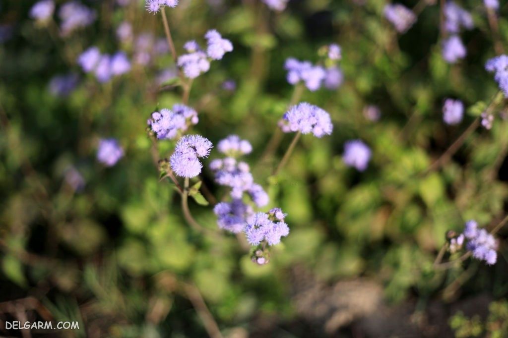 عکس گل ابری