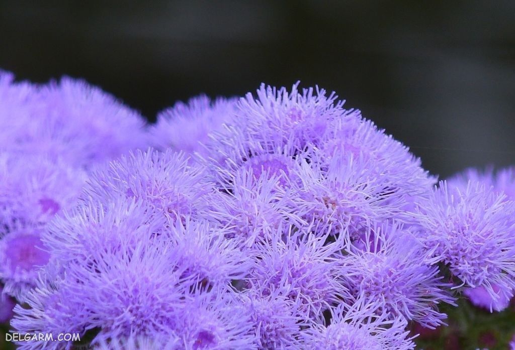 عکس گل ابری