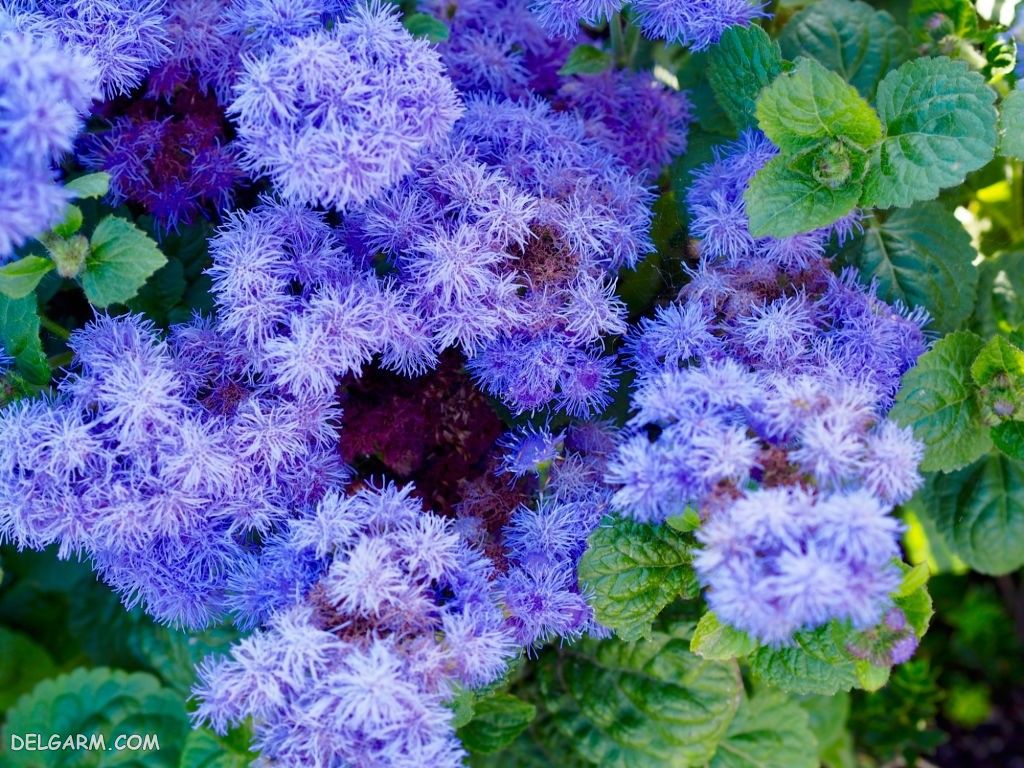 عکس های زیبای گل ابری