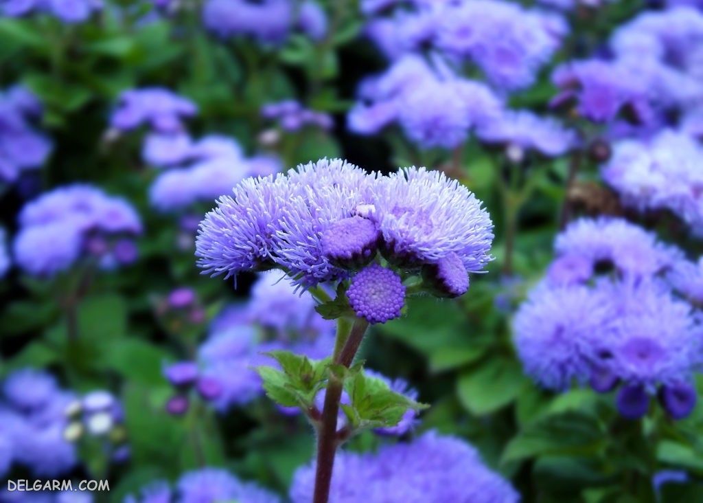 عکس های گل ابری