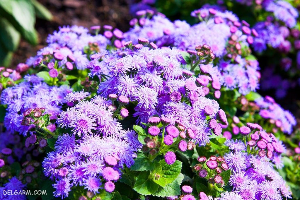 عکس گل ابری زیبا