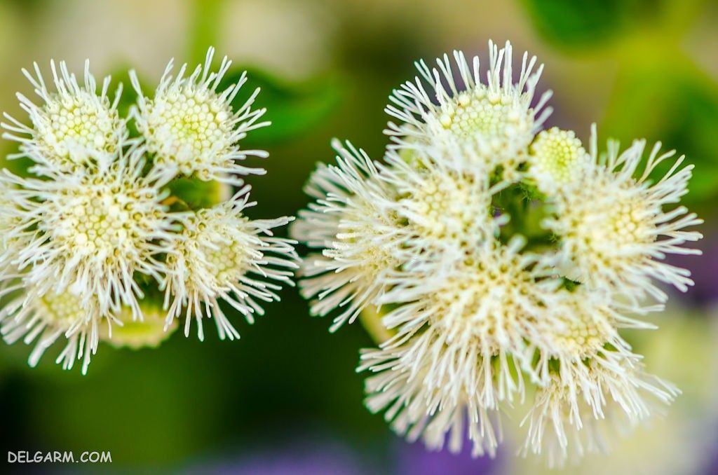 عکس گل ابری