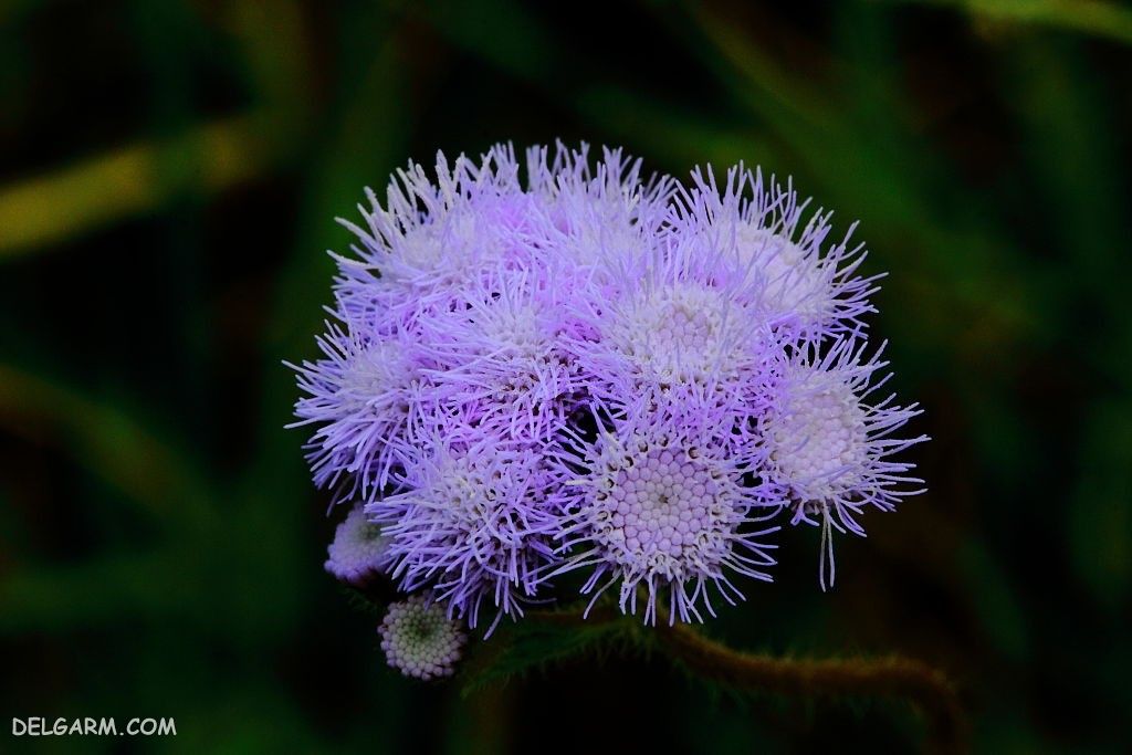 عکس گل ابری