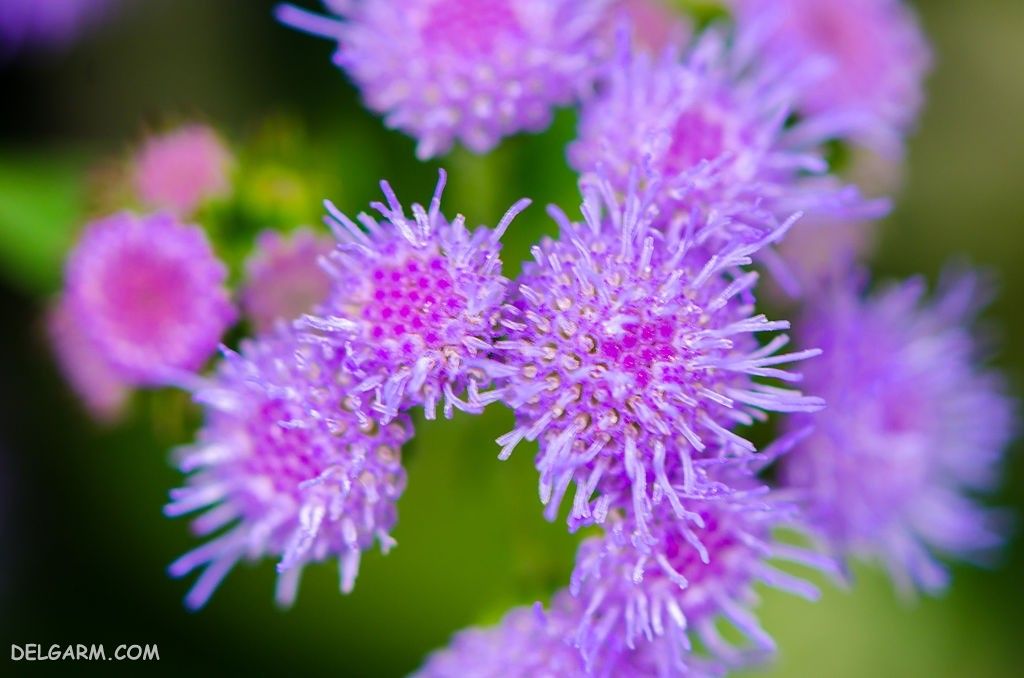 عکس گل ابری