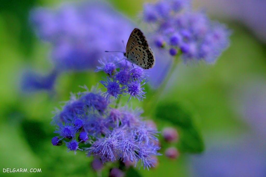 عکس گل ابری