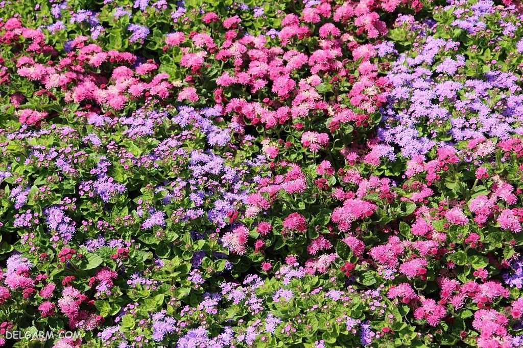 عکس گل ابری