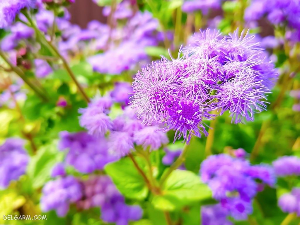 عکس گل ابری