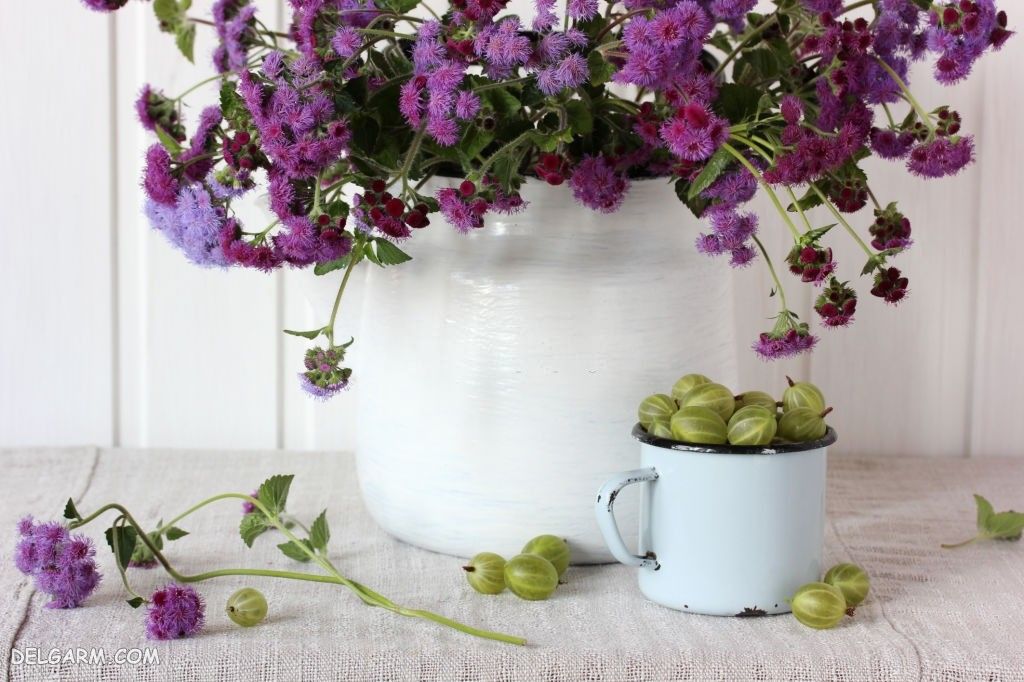 عکس گل ابری