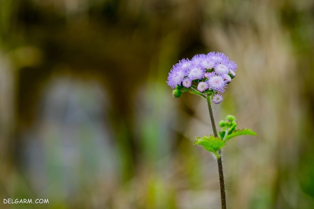 عکس گل ابری