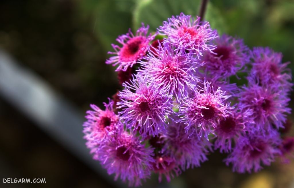 عکس گل ابری