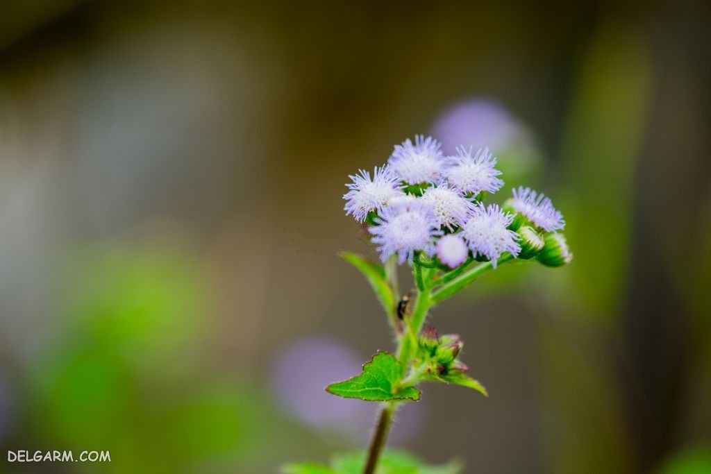 عکس گل ابری