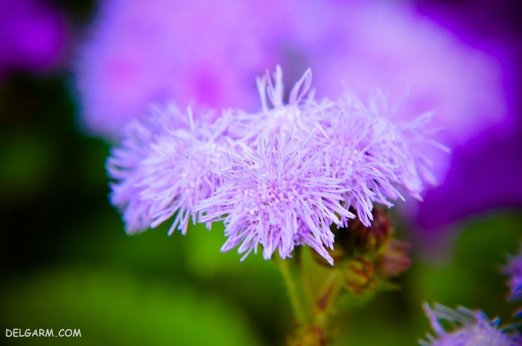 عکس گل ابری
