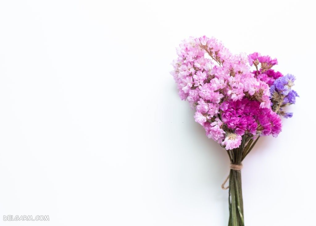 عکس گل لیمونیوم