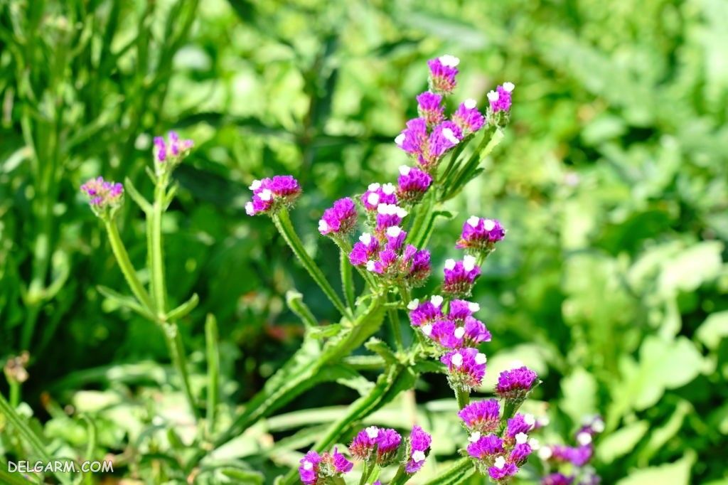عکس گل لیمونیوم