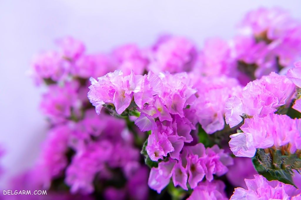 عکس گل استاتیس