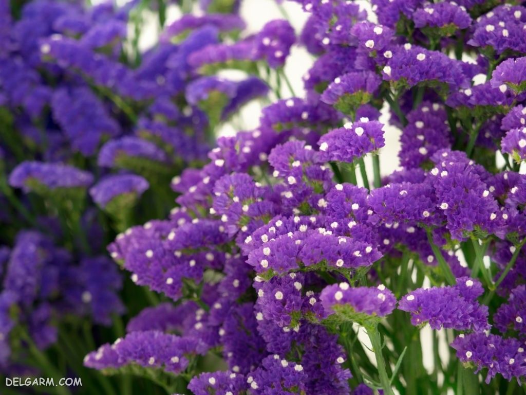 عکس گل استاتیس