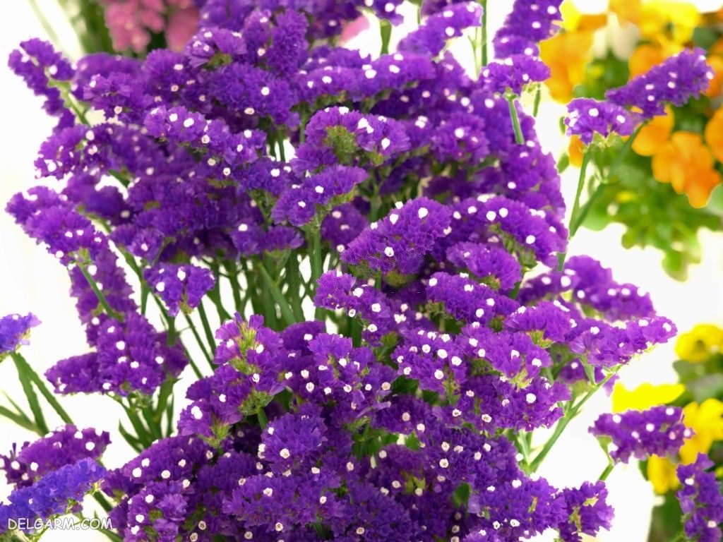 عکس گل استاتیس