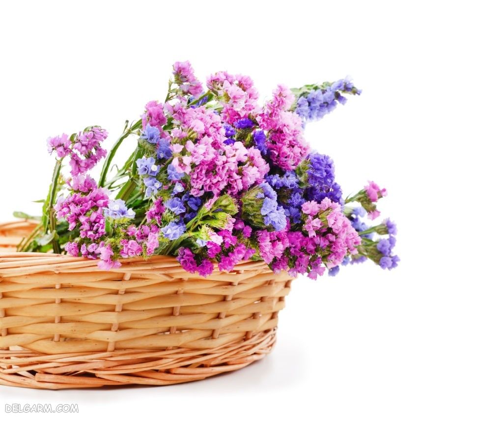 عکس گل استاتیس