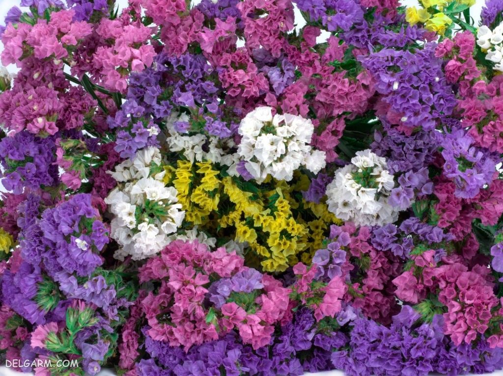 عکس گل استاتیس