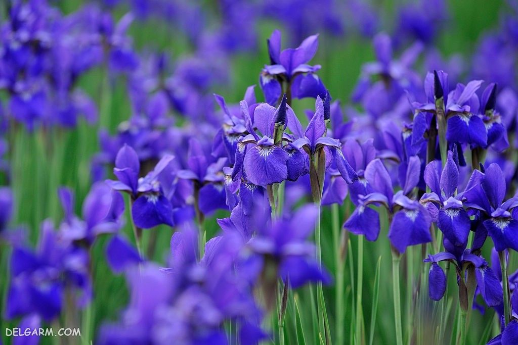 عکس های گل زنبق