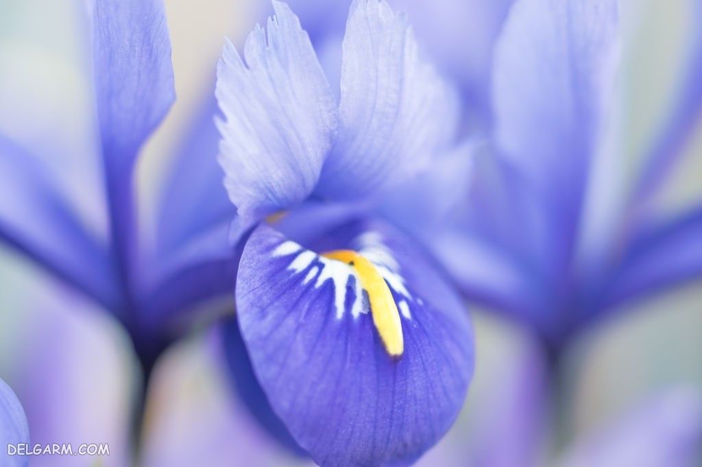 عکس های گل زنبق