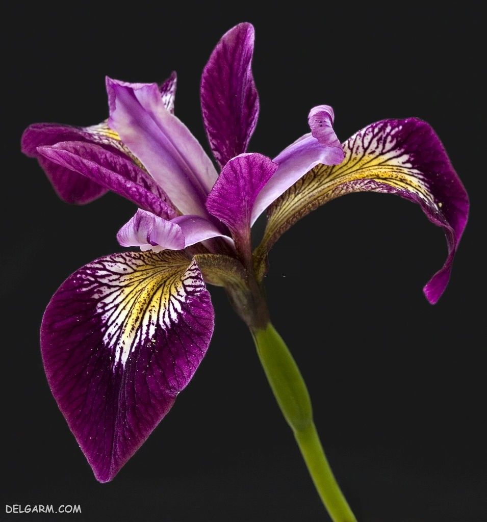 عکس های گل زنبق