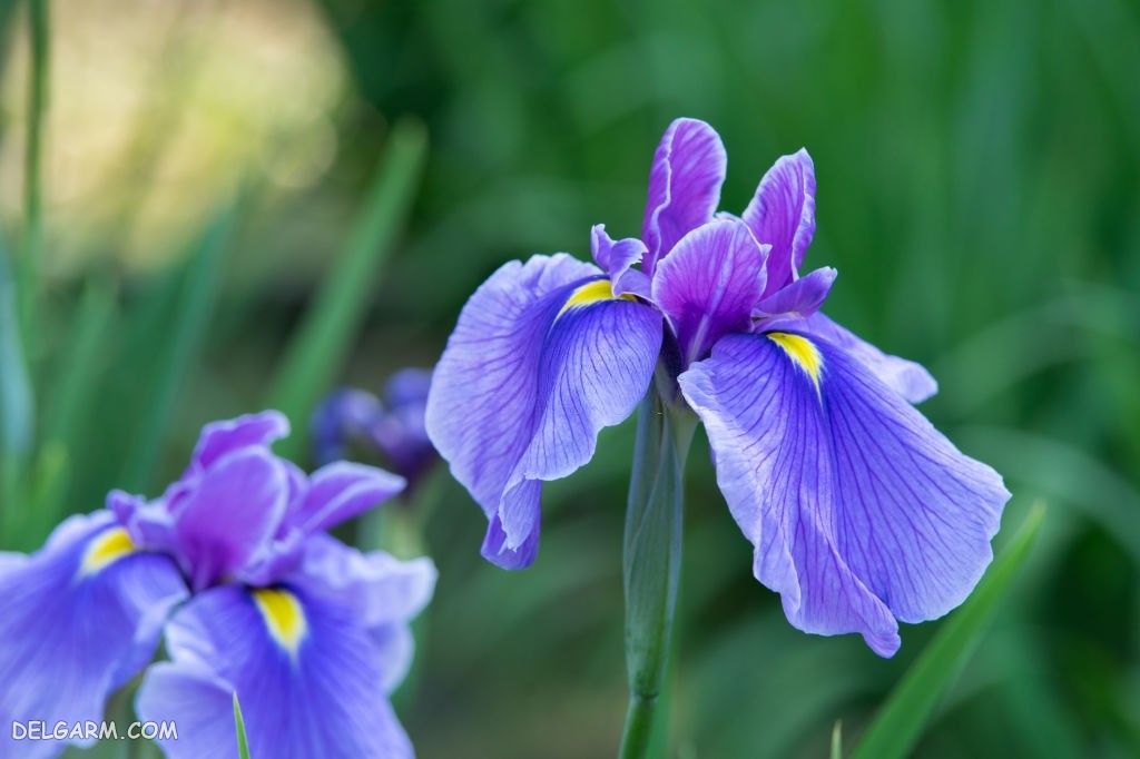 عکس های گل زنبق
