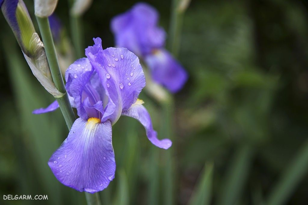 عکس گل زنبق برای پروفایل