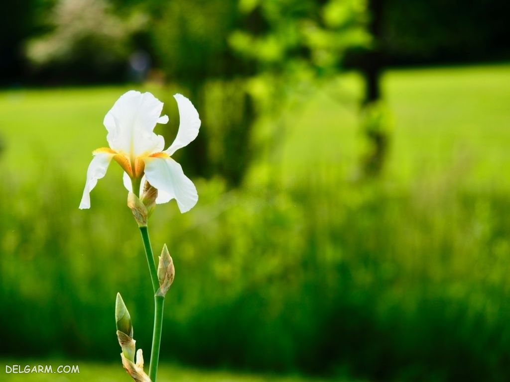 عکس گل زنبق برای پروفایل